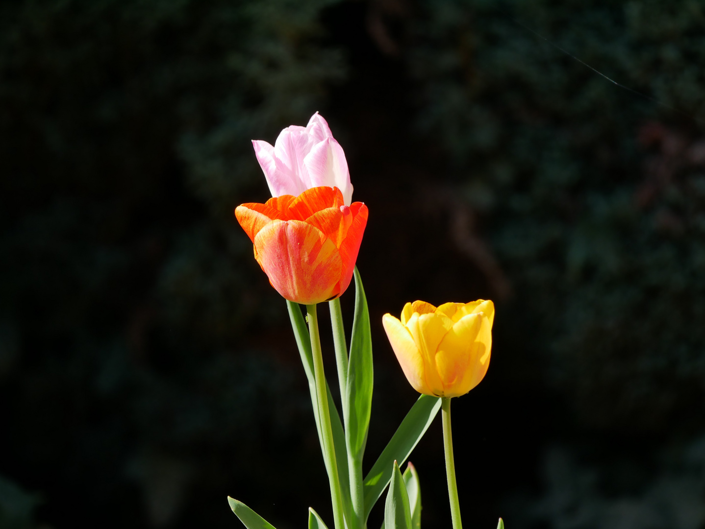 Tulpen