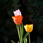 Tulpen