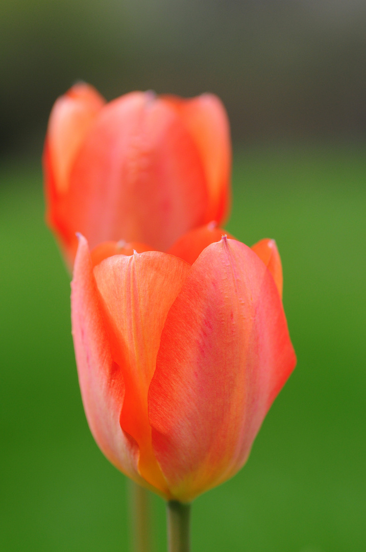 Tulpen