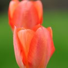 Tulpen