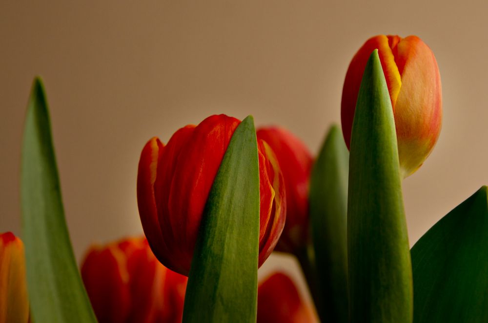 Tulpen