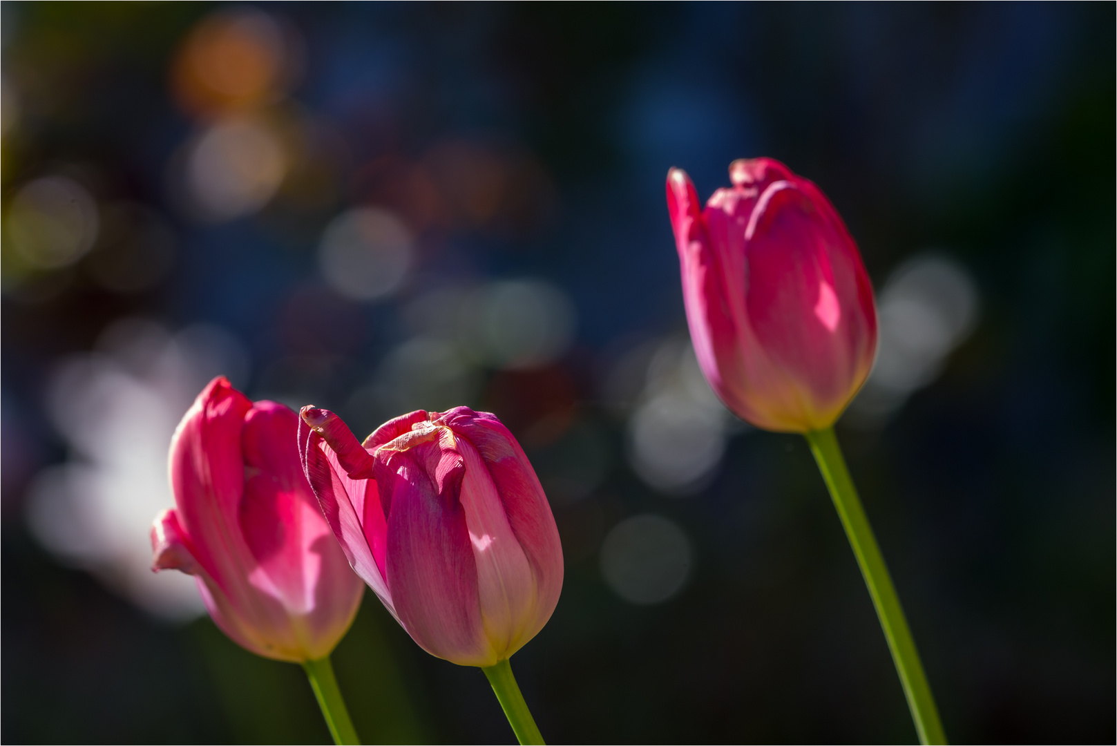 Tulpen 