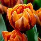 Tulpen