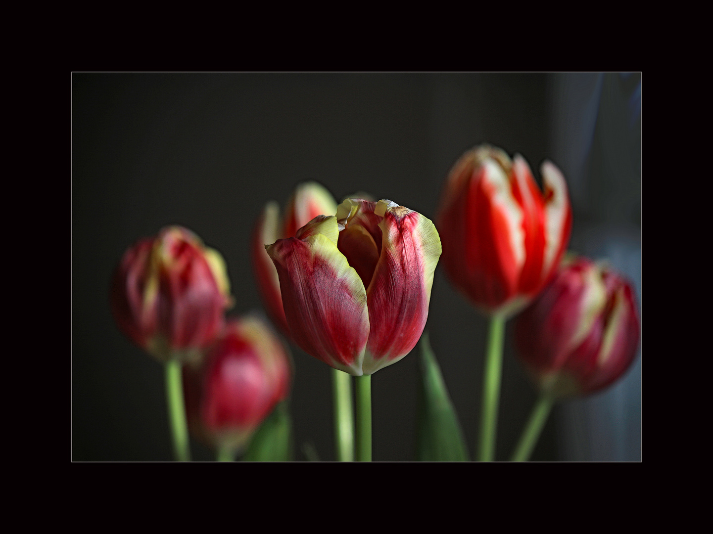 Tulpen