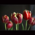 Tulpen