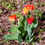 Tulpen