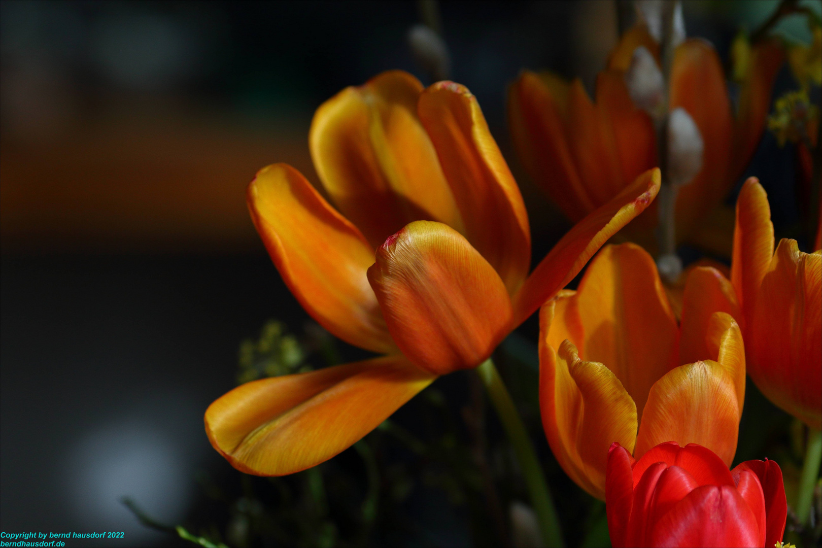 Tulpen