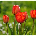 Tulpen...