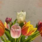 Tulpen