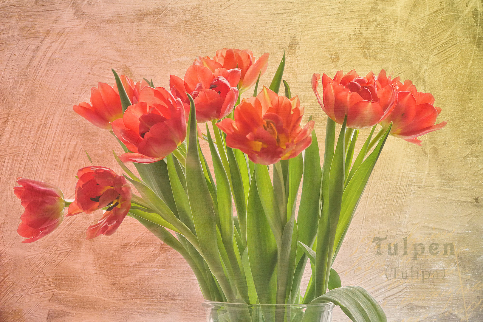 Tulpen 