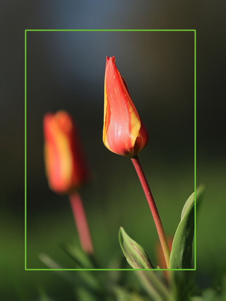 Tulpen