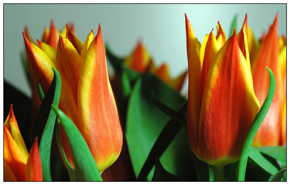 Tulpen