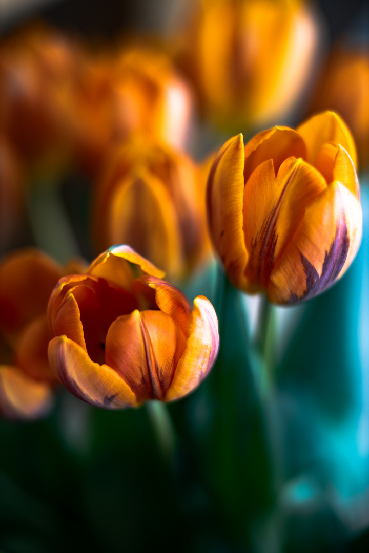 Tulpen