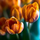 Tulpen