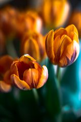 Tulpen