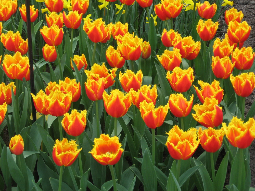 Tulpen