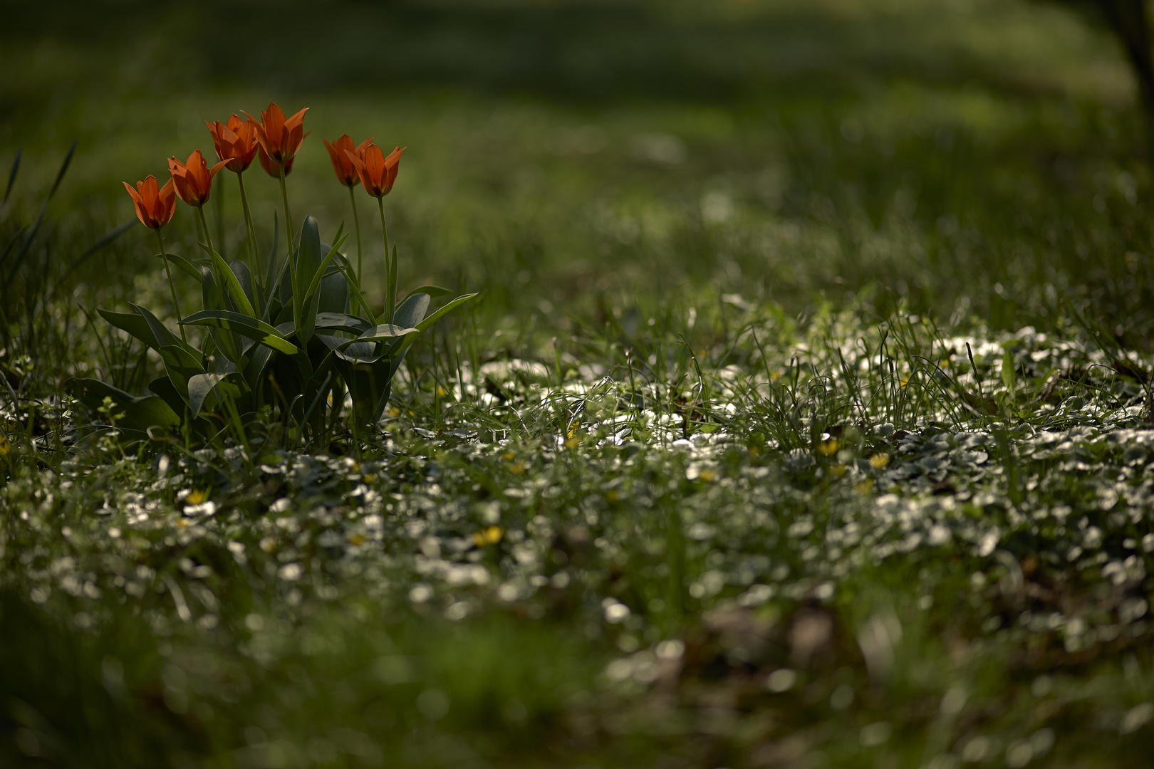 Tulpen