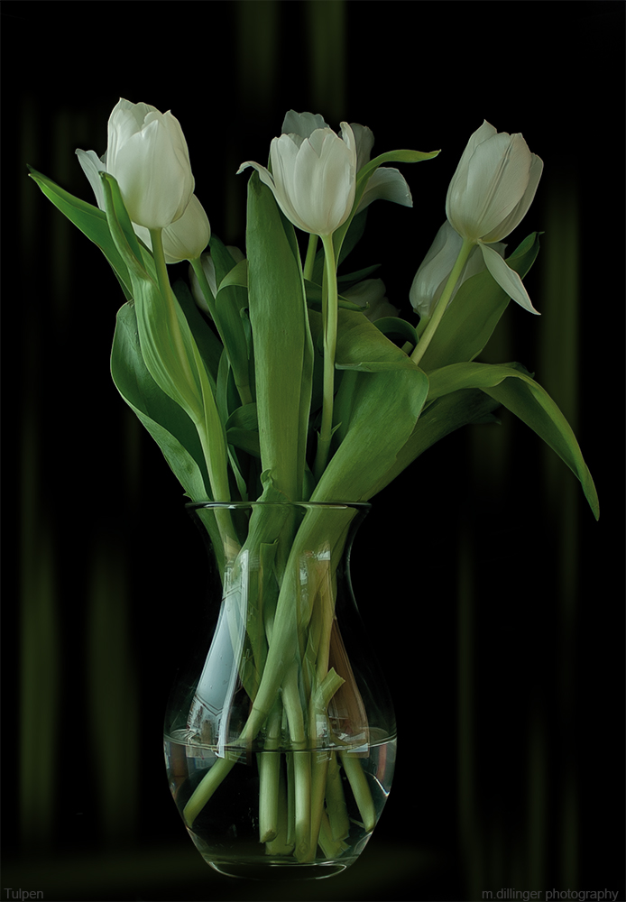 Tulpen