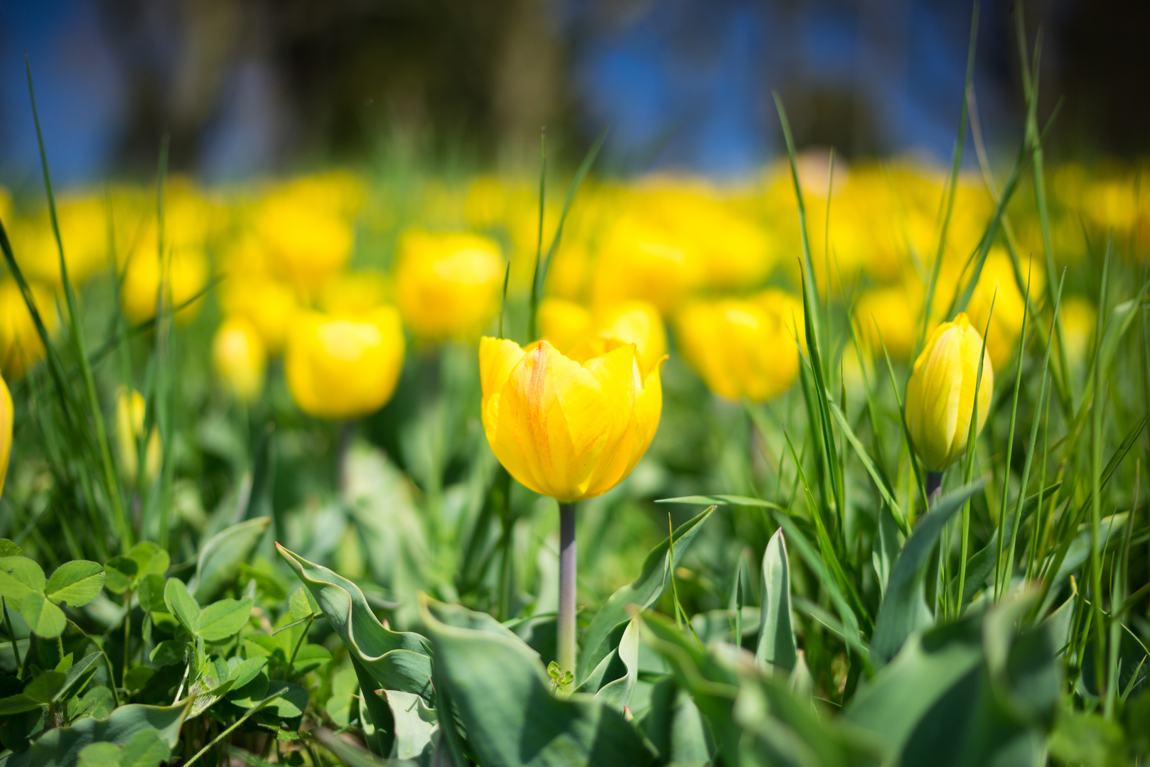 Tulpen