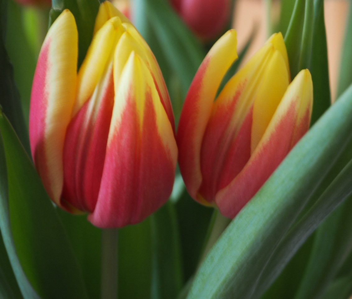 Tulpen