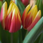 Tulpen