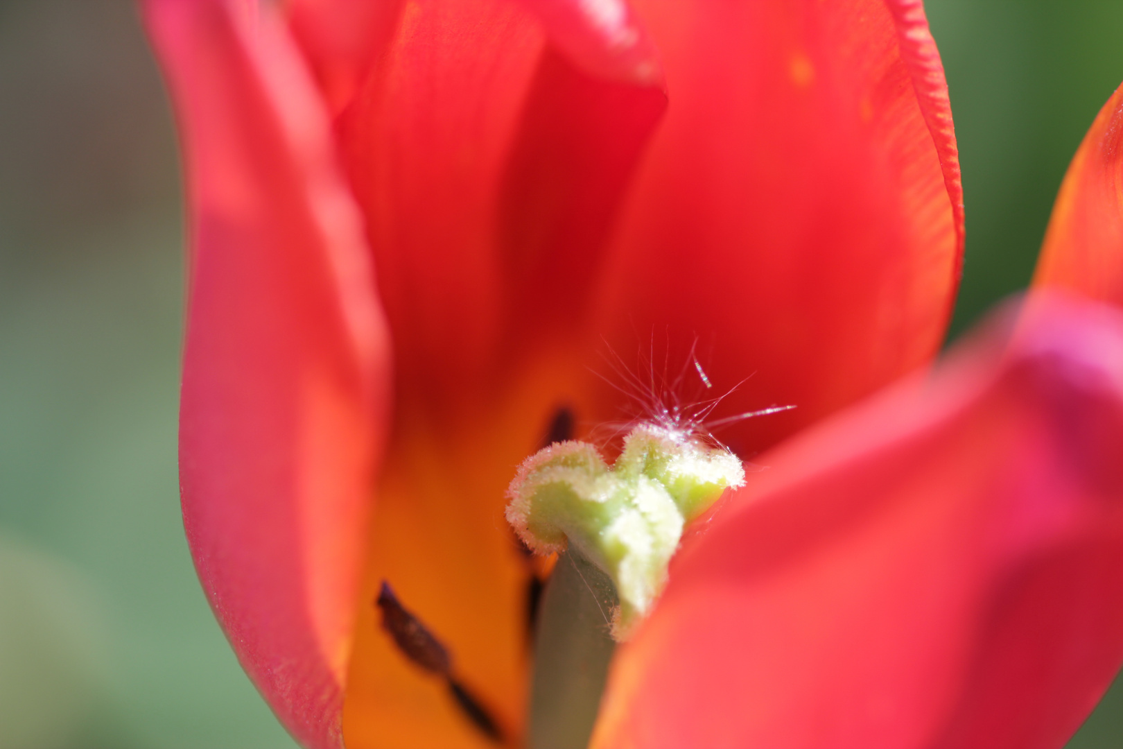 Tulpen