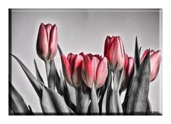 Tulpen