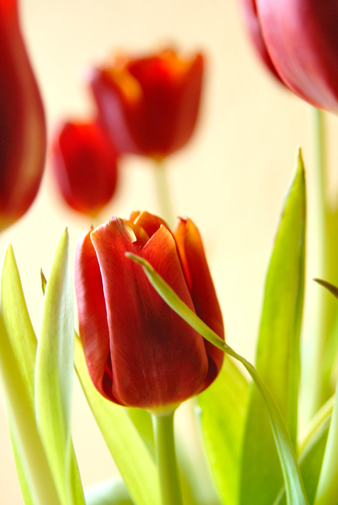 Tulpen