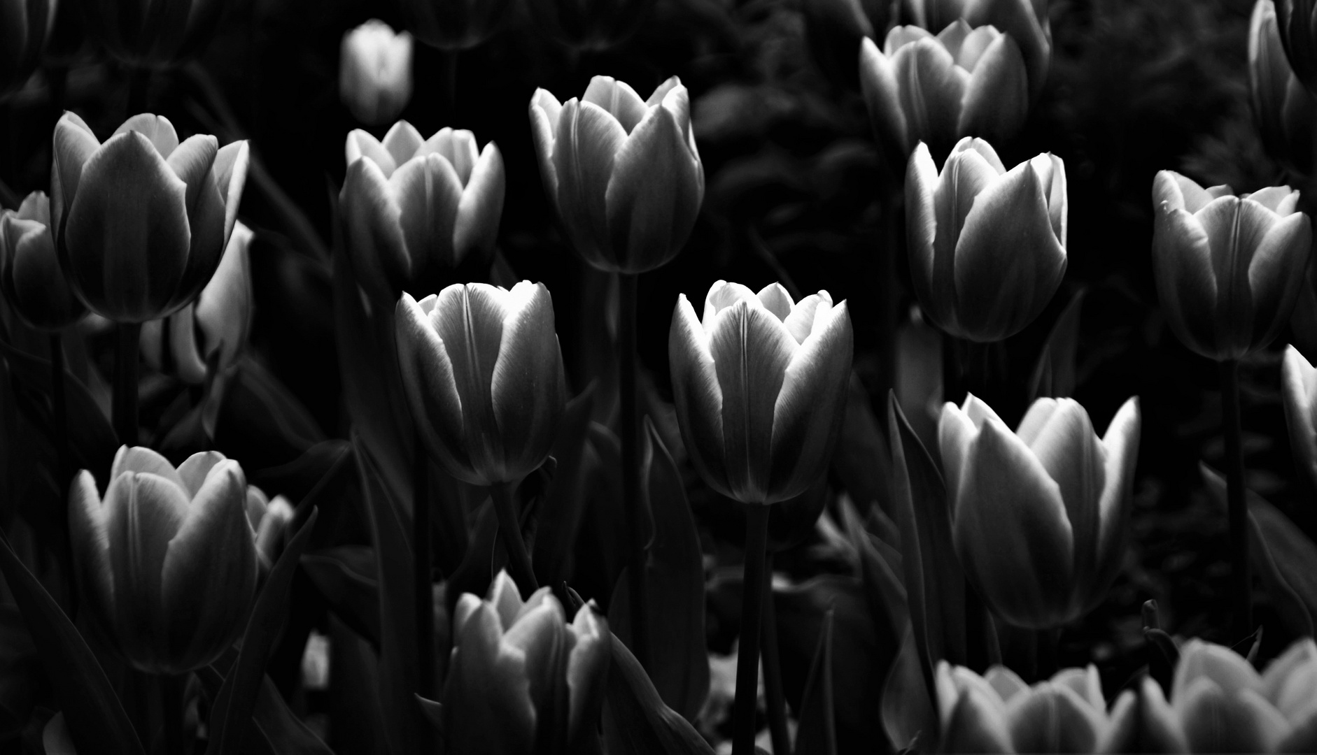 Tulpen