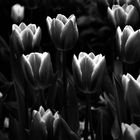 Tulpen