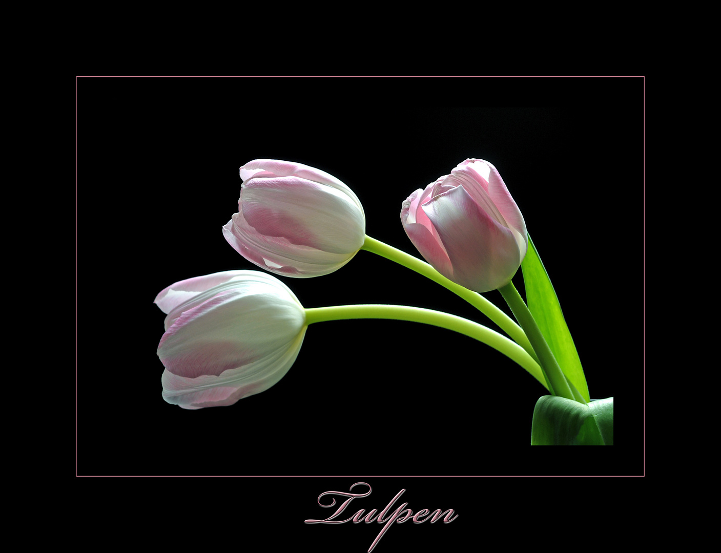 >>Tulpen