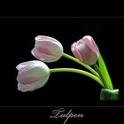 >>Tulpen