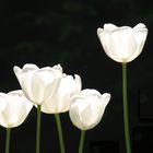 Tulpen