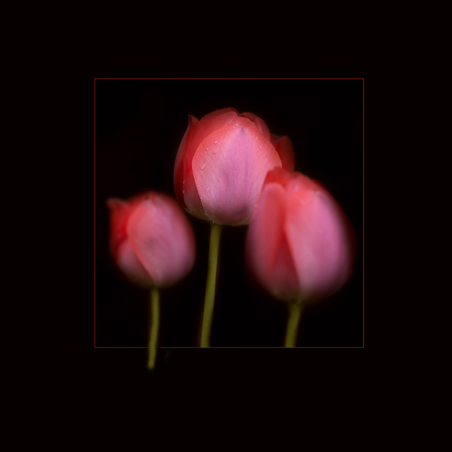 Tulpen