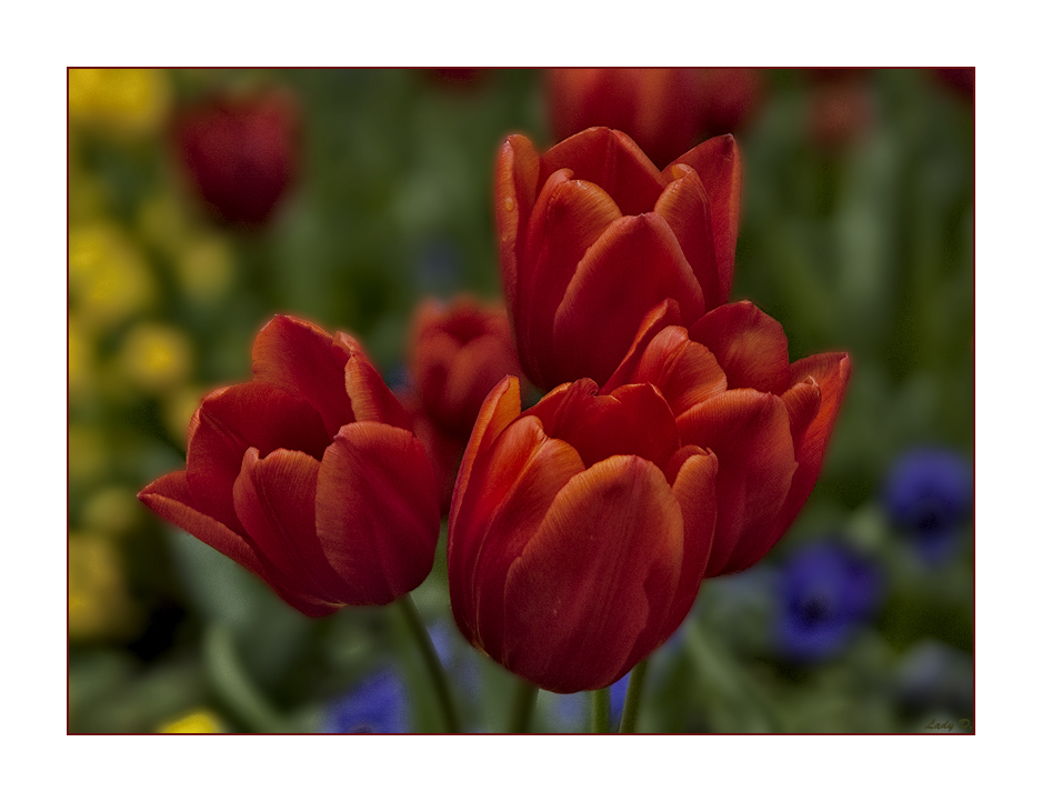 Tulpen