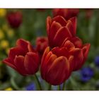 Tulpen