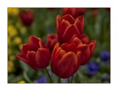 Tulpen