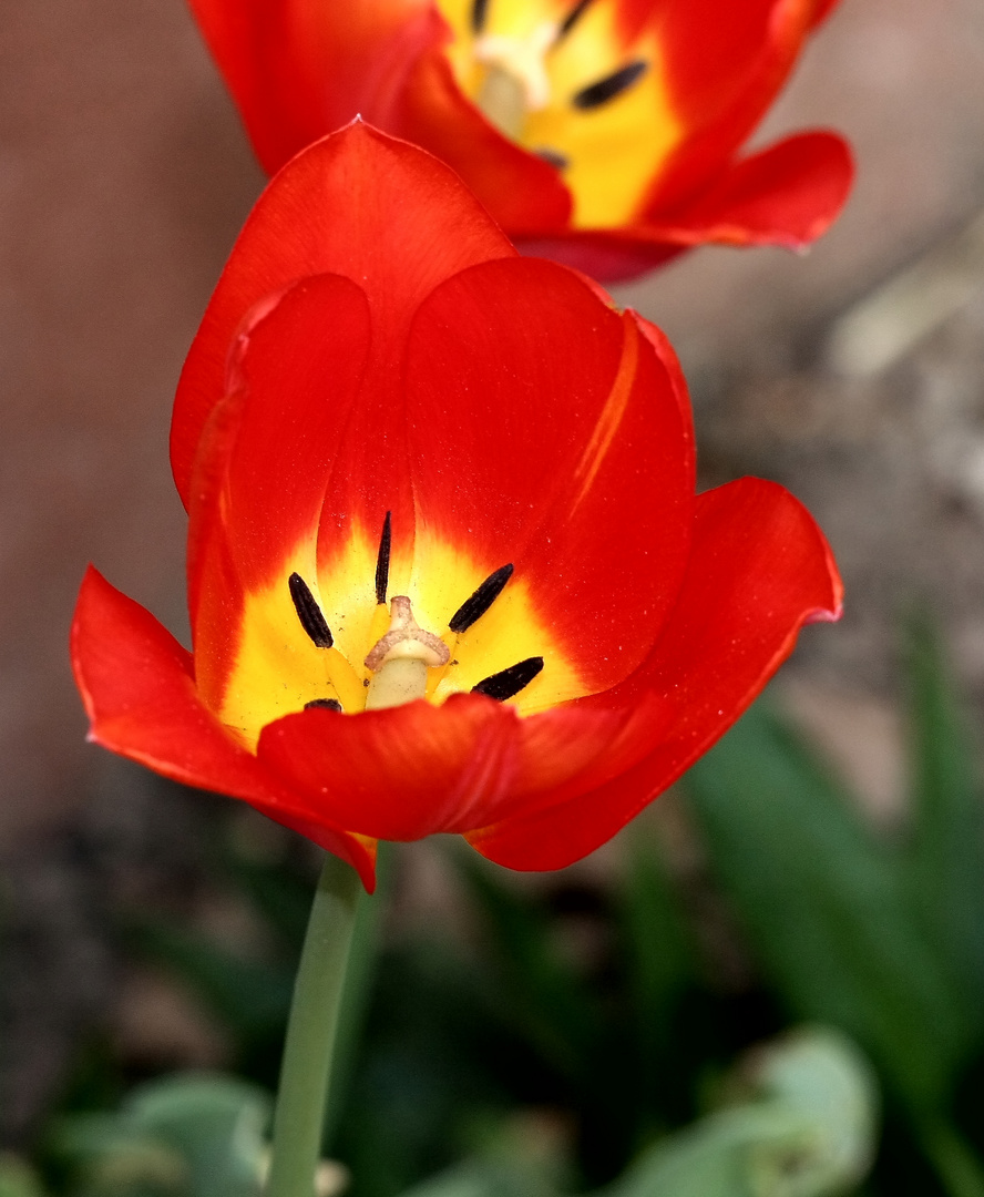 Tulpen