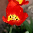 Tulpen