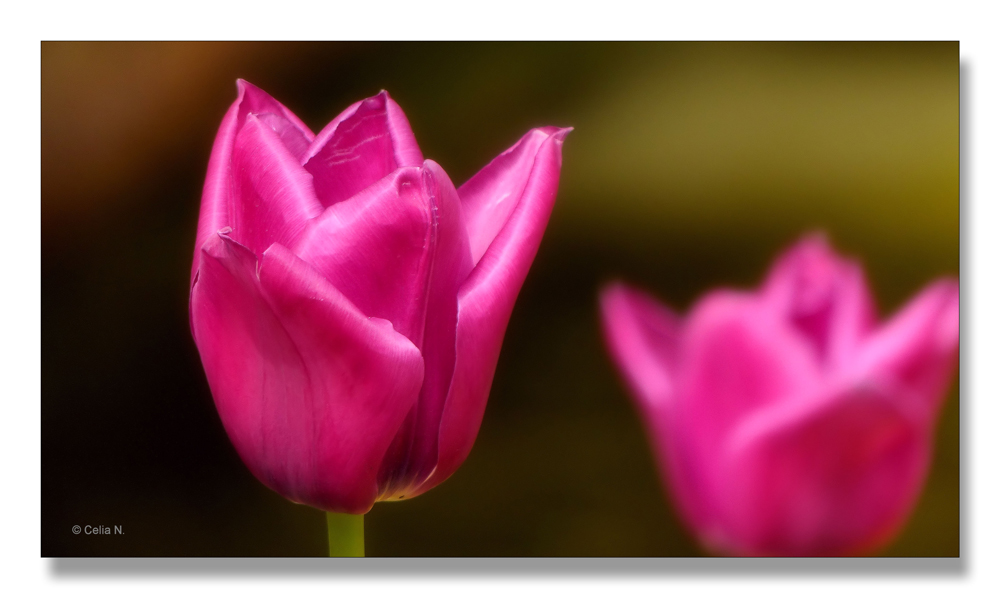 Tulpen