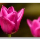 Tulpen