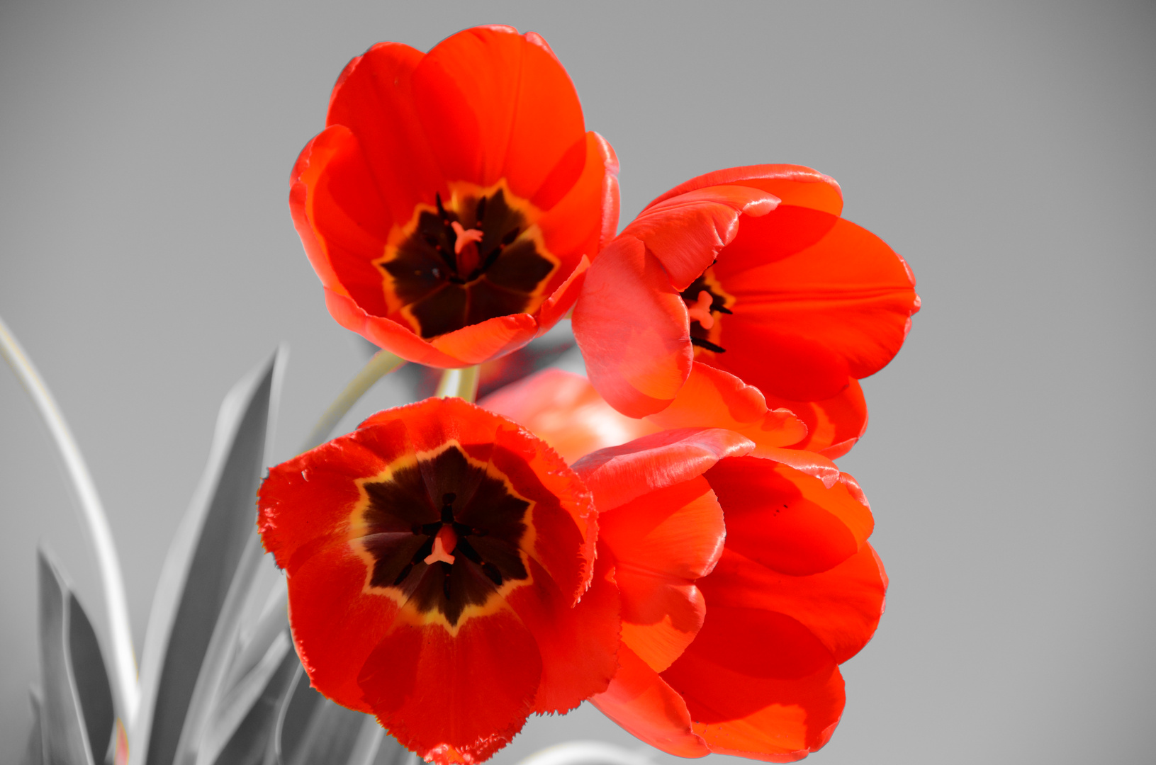 Tulpen