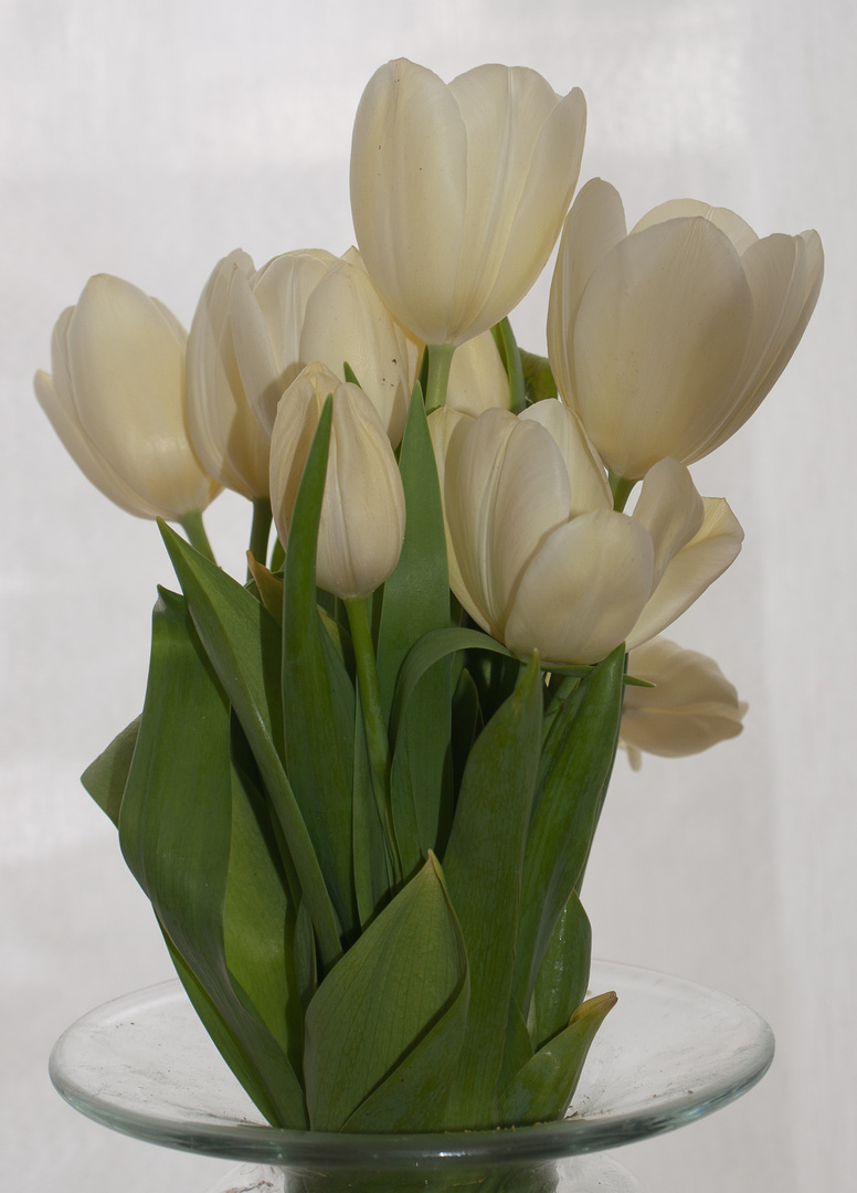 Tulpen