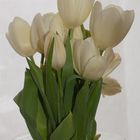 Tulpen