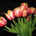 tulpen