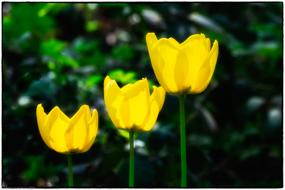 Tulpen