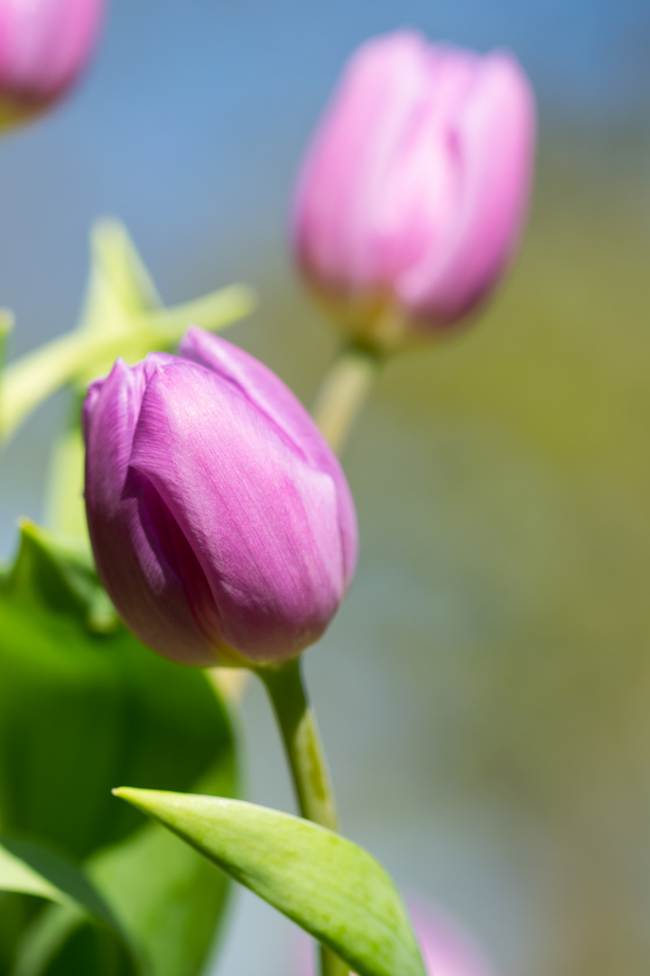 Tulpen