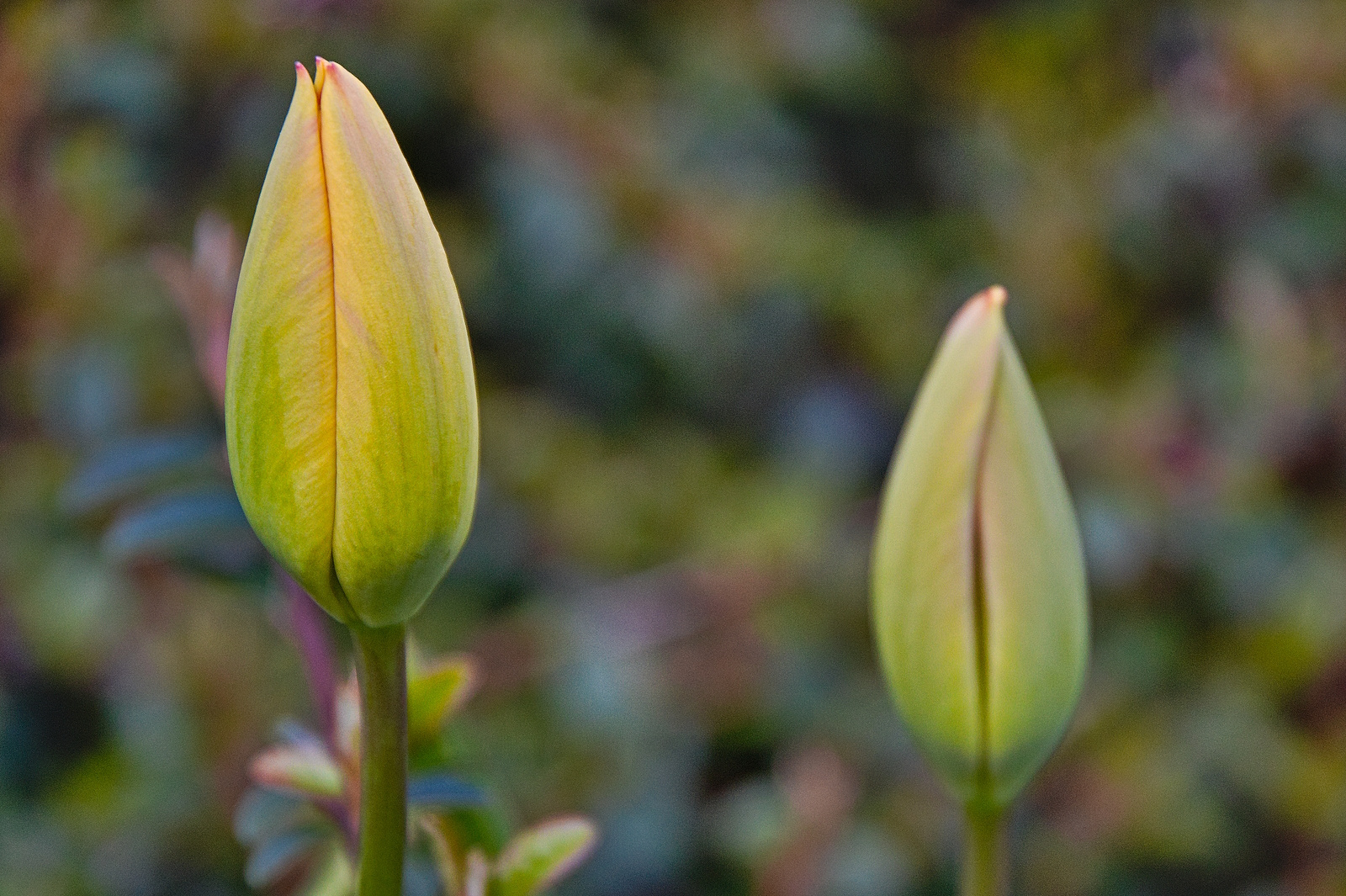 Tulpen