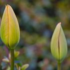 Tulpen