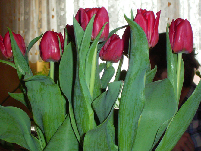 Tulpen...